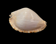 Conchiglia Shell Cypraea ZOILA