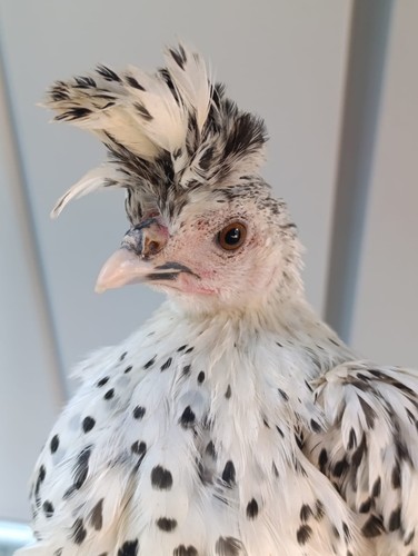 Uova appenzeller spitzhauben - appenzeller,