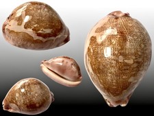 Cypraea mappa, Bohol