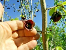 5 SEMI MITCHELL PAWPAW - Asimina triloba " Mitchell "