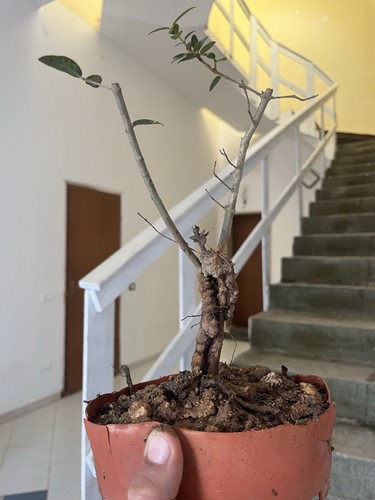 Bonsai phillirea famiglia - bonsai,