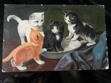 20168) BELLA CARTOLINA CON GATTINI ABRASIONI A DESTRA