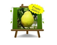 Cotogni perocotogno wrania - cotogni,