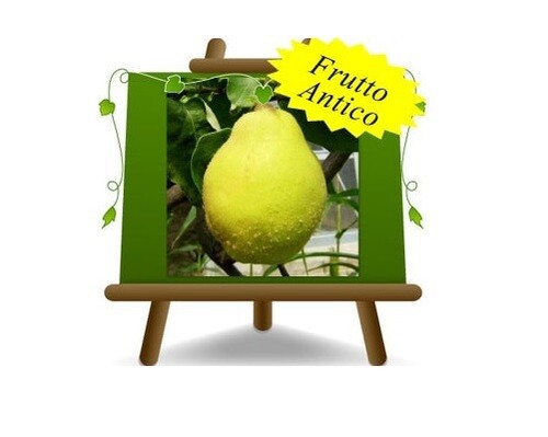 Cotogni perocotogno wrania - cotogni,