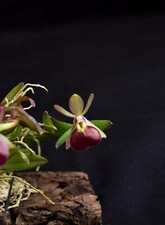 Epidendrum porpax orchidea