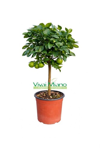 Pianta lime del mexico - pianta,