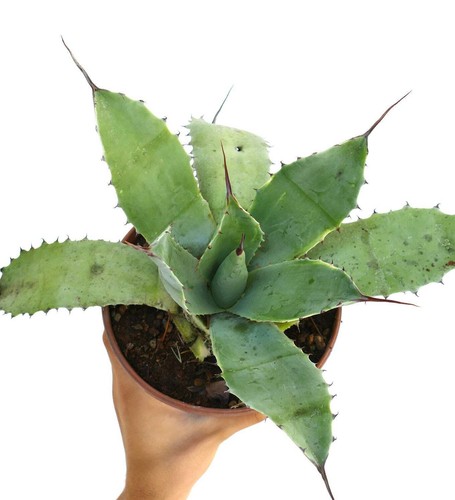 Agave parrasana - parrasana, x