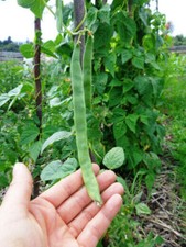 15 semi LIMKA FAGIOLO RAMPICANTE MANGI TUTTO SENZA FILO