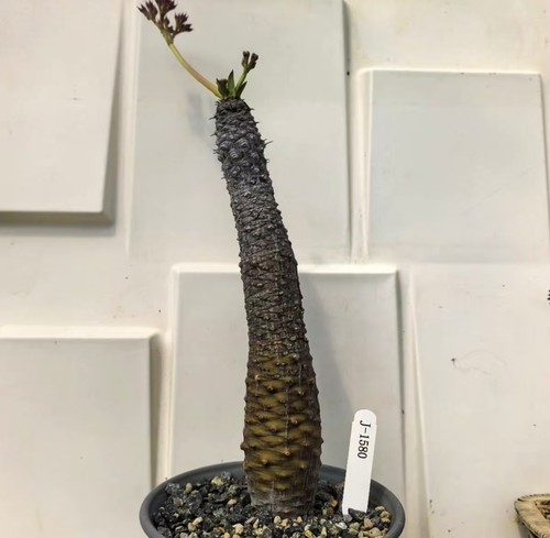Euphorbia pachypodioides