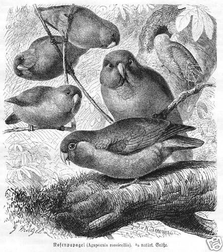 Testa rosa agapornis - testa, di