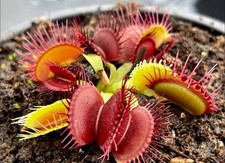 Dionea phallanx - dionea,