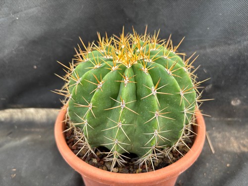 Ferocactus schwarzii - schwarzii, il