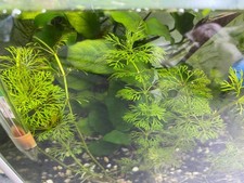 Limnophila Sessiflora (potature già con radici fatte)- 6 steli