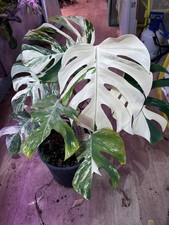 Monstera Albo Variegata Small