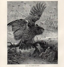 1894 Piccola Stampa Antica = GUFO REALE = Uccelli Rapaci = OLD PRINT