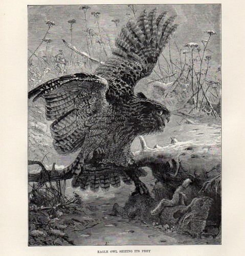 Stampa antica 1894 gufo reale - 1894,