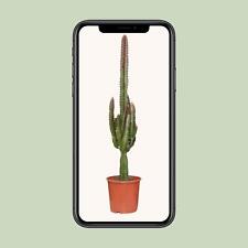 Euphorbia Trigona Rubra -