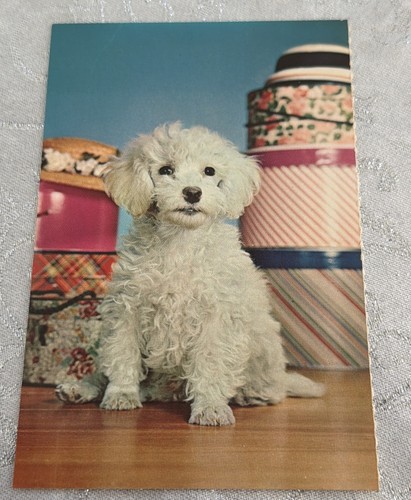 Cartolina epoca cane - cane, bichon