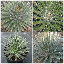 50 semi di agave filifera