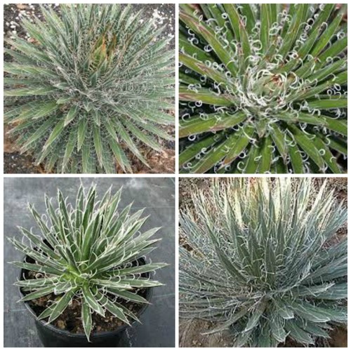 Semi agave filifera - semi, di