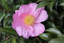Camellia sasanqua cv "fiore