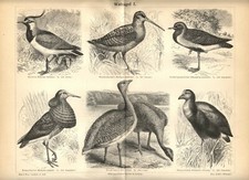 1889 Antica Stampa UCCELLI
