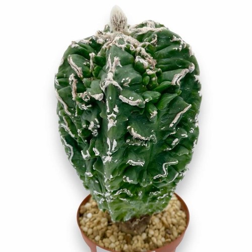 Astrophytum myriostigma - astrophytum,