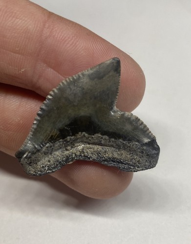 Dente fossile squalo tigre - fossile,
