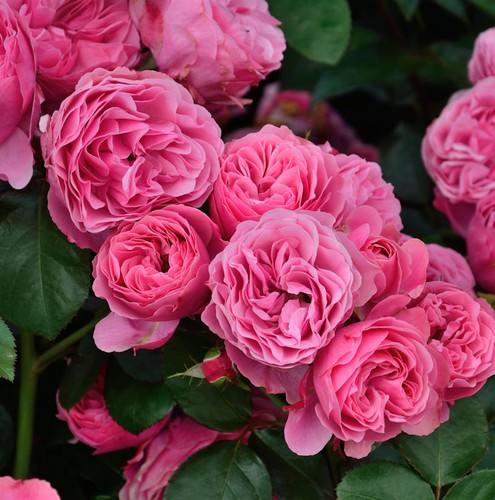 Rosa alto tronco - , leonardo