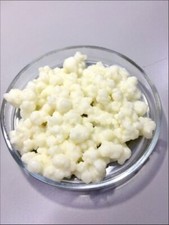 KEFIR DI LATTE 20 GRAMMI