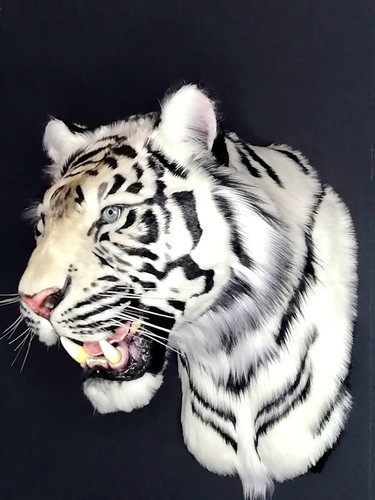 Finta tassidermia tigre bianca