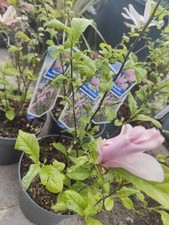 Pianta Magnolia 'George Henry