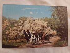 Cartolina anni '50 Hot Springs