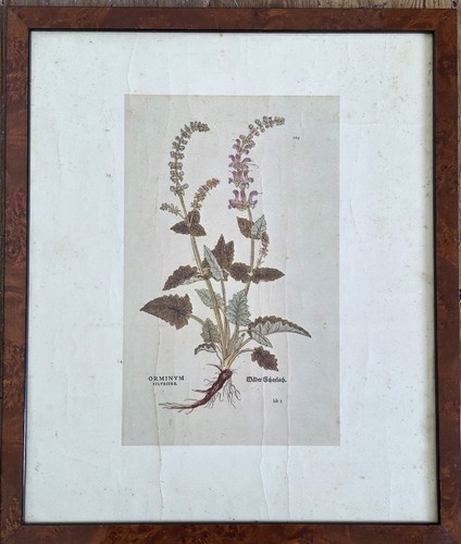 Leonhard fuchs stampa - fuchs,