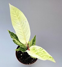 Bellissimo Anthurium Hookeri Variegata MZ3