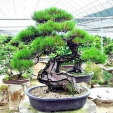 20 JAPANESE BLACK PINE TREE