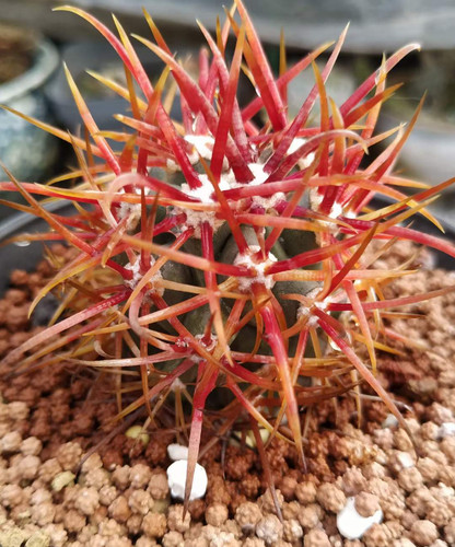 Ferocactus chrysacanthus