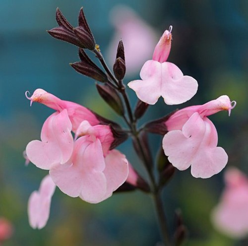 Salvia greggii - (fiore,