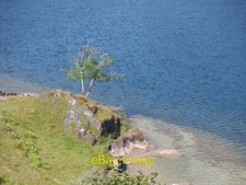 Photo 6x4 Tree beside Loch