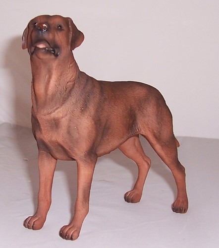 Best breed labrador - -,