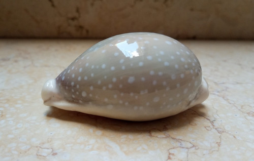 Cypraea camelopardalis rare - f,