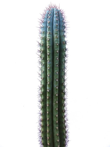 Pilosocereus bradei hu143 - bradei,