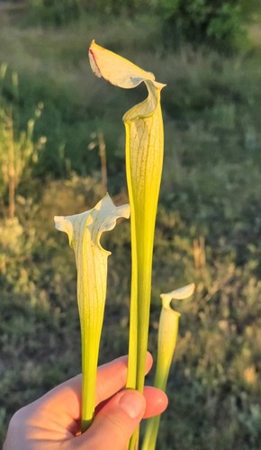 Sarracenia areolata ghost - sarracenia, "ghost"