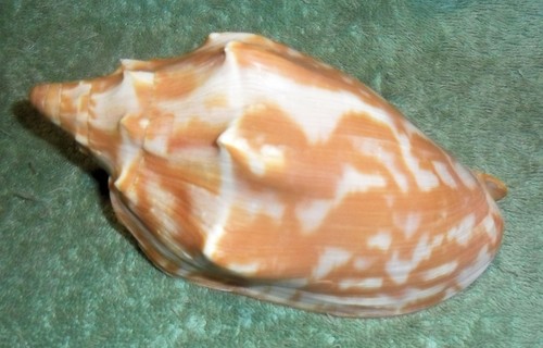 Rfm 86797 large voluta - ra,