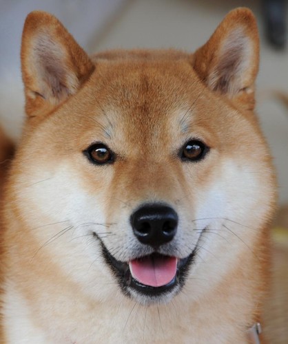 Shiba inu cane poster lucido - inu,
