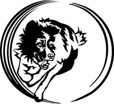 Adesivo BORDER COLLIE -