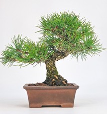 Bonsai di Pino Nero - Pinus