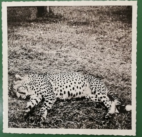 Ghepard photo foto - foto, di