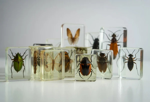 National geographic insect - national,