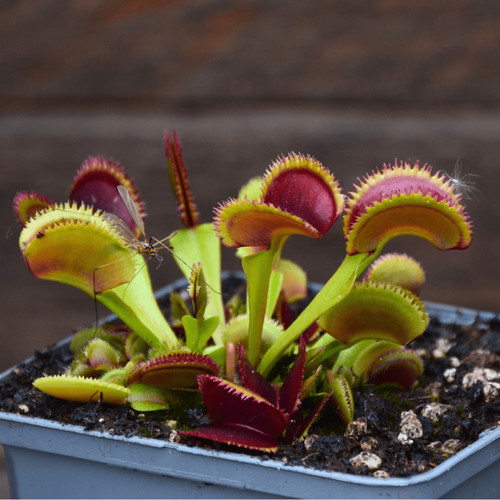 Dionaea muscipula pianta - muscipula,,